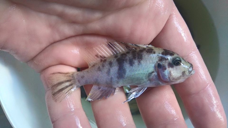 Maylandia callainos 'Chitande Island'